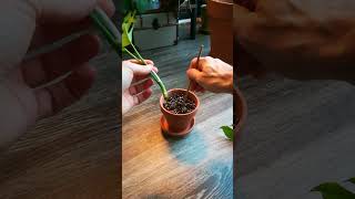 Rhaphidophora Tetrasperma PROPAGATION [upl. by Kolva]