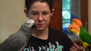 Live With Apollo the Talking Parrot [upl. by Nahgam]