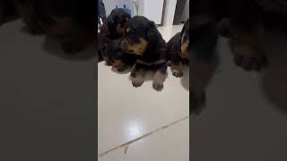 Lindos filhotes de rottweiler 🇩🇪  rottweiler rottweilerpuppy rottweilerworld cachorro [upl. by Mira]