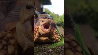 The Cutest and Funniest Animals in One Video FunnyAnimals CutePets AnimalLovers [upl. by Leventis170]