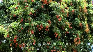 Lychee trees iun full fruit in Dehradun [upl. by Hastie487]