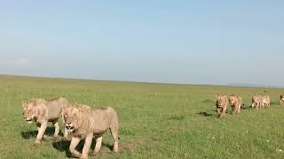 The Topi Pride of lions Masai Mara Kenya [upl. by Blondy]