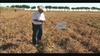 Formacion de variedades de frijol para el trópico seco [upl. by Laise]