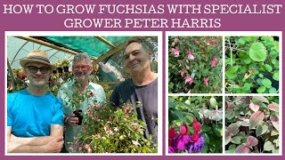 How to grow Fuchsias with specialist grower Peter Harris of White House Nursery [upl. by Aical259]