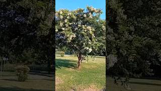 Legerstromia indica tree Στρατηγός tree bush plant lagerstroemia flowers λαγκεστρέμιαινδική [upl. by Alegre]