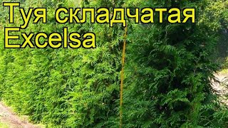 Туя складчатая Эксцельса Краткий обзор описание характеристик thuja plicata Excelsa [upl. by Cir731]