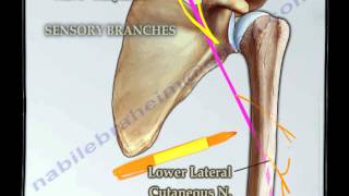 Course Of The Radial Nerve Simplified  Everything You Need To Know  Dr Nabil Ebraheim [upl. by Harry]