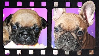 VLOG  OKINAWA a 3 mois  Retrospective de notre petit chiot BOULEDOGUE FRANCAIS à la maison [upl. by Jedd]