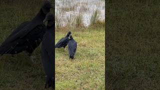 Everglades national ￼ park Florida vultures [upl. by Tenn]