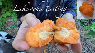 Lakoocha  Artocarpus lacucha fruit tasting [upl. by Wamsley240]