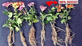 ✔️EASIEST way to GROW ChrysanthemumMums from Cuttings [upl. by Alfredo]