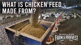 What is Chicken Feed Made From  MD FampH [upl. by Concordia]