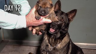 Watch Kraftwerk German Shepherd Puppies Grow up [upl. by Stewart]