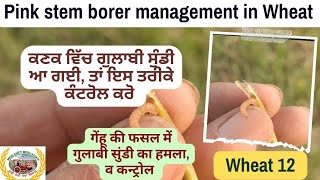 pink stem borer management in Wheat ਕਣਕ ਵਿੱਚ ਗੁਲਾਬੀ ਸੁੰਡੀ ਦਾ ਕੰਟਰੋਲ [upl. by Hallagan93]