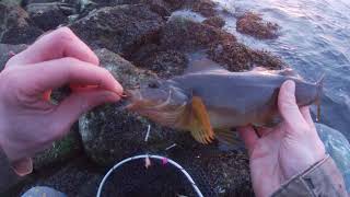 Greenling on the Newport Jetty [upl. by Marras]