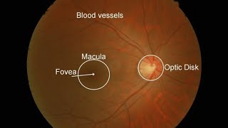 MaculaOphthalmologyRetinaAnatomy [upl. by Tarfe]