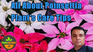 💚 All About Poinsettia Plants Care  Tips Poinsettia care  Poinsettia plant care [upl. by Coyle]