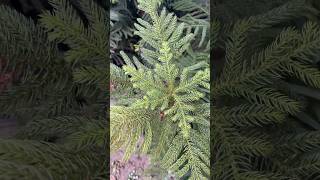 Nature voice ll plant videos update to channel ll please subscribe to my channel ll nature [upl. by Amargo]