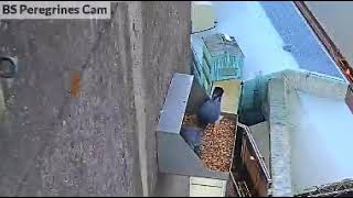 BS Peregrines Live Stream  Cantley Norfolk UK 4012017 [upl. by Sergio]