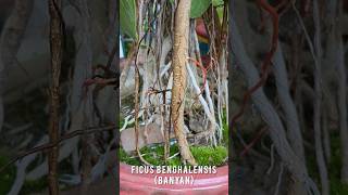 Adventitious roots in ficusbonsai proproots roots banyan terracegarden bonsai plantlover [upl. by Enael]