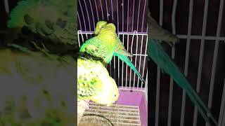 budgies playing sound [upl. by Sivraj]