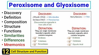 Peroxisomes and Glyoxisomes  Similarities and Differences  Structure and Function [upl. by Assyli500]