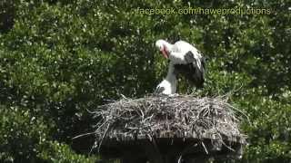 Der Weißstorch Ciconia ciconia auf den Wiesen der Vorderpfalz  Naturfilm [upl. by Leibman]