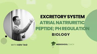 Atrial Natriuretic Peptide amp pH Regulation [upl. by Kcirret]