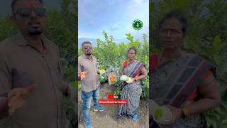 Banana House horticulture पेरू संपूर्ण मार्गदर्शन bananahouse [upl. by Clarice448]