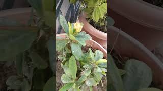 Cactus plant flower vlog 17 [upl. by Seroled]