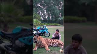 Men child tiger new short video 🐅🐅🐅🐅🐅🐅🐅🐅 tiger animals [upl. by Derzon]