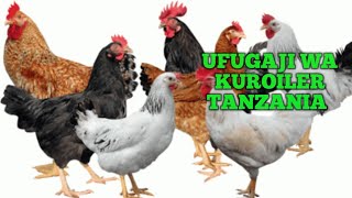 Ufugaji wa Kuroiler Tanzania  Ufugaji wa Kuku wa Kienyeji [upl. by Aniakudo541]