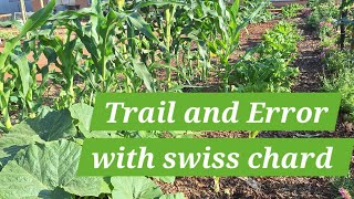 Trail and Errors with swiss chard spinach South Africa 🇿🇦 [upl. by Savick425]