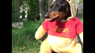 Crusoe as Winnie the Pooh Dog Costume  Cute Dachshund Video [upl. by Neivad449]