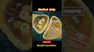 Synapse physiology3d animationmedicaleducation animation physiology neetpg shorts [upl. by Kcarb212]