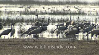 Demoiselle Crane and the Toughest migration in the world [upl. by Biernat]