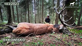 SUDECKA OSTOJA 1032023 Rykowisko  Stadny byk na rozkładzie Deer hirsch Hunting Hunt [upl. by Pansie]