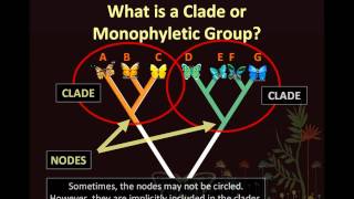 BIO153 Phylogenetics Animation ONE Part 2 of 2wmv [upl. by Dickinson727]