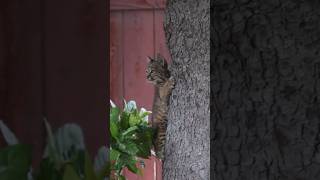 Third Bobcat Kitten Joins the Climbing Adventure [upl. by Assi]