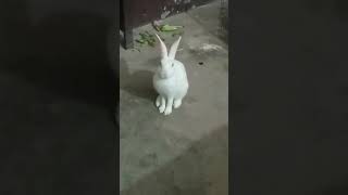 Acchi lagti ho 👌🐰youtubeshorts uditnarayan song [upl. by Asilrahc]