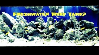 180 gallon Lake Tanganyika aquarium the Freshwater reef [upl. by Fernandes]