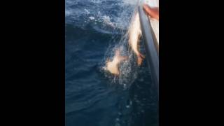 best fishing video 2024 shorts ytshorts shortsfeed fishing tuna [upl. by Greyson]