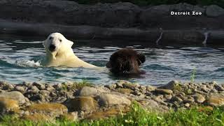 Orphaned polar grizzly bears now playful companions at Detroit Zoo [upl. by Htelimay]