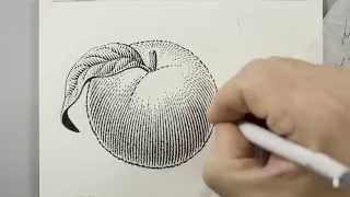 Scratchboard Illustration of a Peach for Jam Label [upl. by Rafferty]