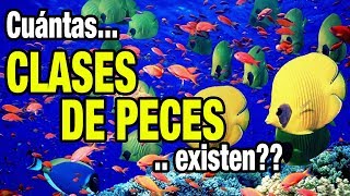 CUANTAS CLASES DE PECES HAY [upl. by Cirenoj]