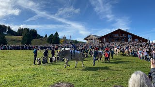 Kuhrennen 2023 Alpchäsmarkt Flumserberg cows kuhrennen kuh racing racinggames switzerland [upl. by Shing]