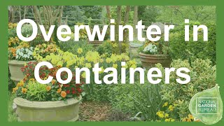 Extend Your Garden Season Overwintering Perennials Indoors [upl. by Brote]