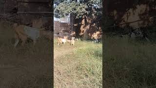 Goat farm goatfarming goatfarm tranding viralvideos livebigagency 4rabetind [upl. by Ayitahs]