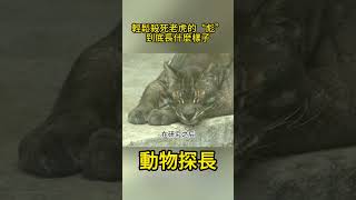 輕鬆殺死老虎的“彪”，到底長什麼樣子呢？我國也僅有3只動物世界 老虎 [upl. by Eiramlatsyrk]