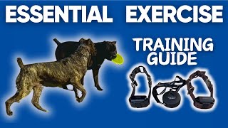 Cane Corso Exercise Guide OffLeash Training Tips  Ep 03 [upl. by Adnauq]